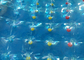 Голубой раздувной шарик завальцовки воды для игр парка Aqua раздувных напольных поставщик